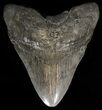 Heavy, Fossil Megalodon Tooth - South Carolina #38720-1